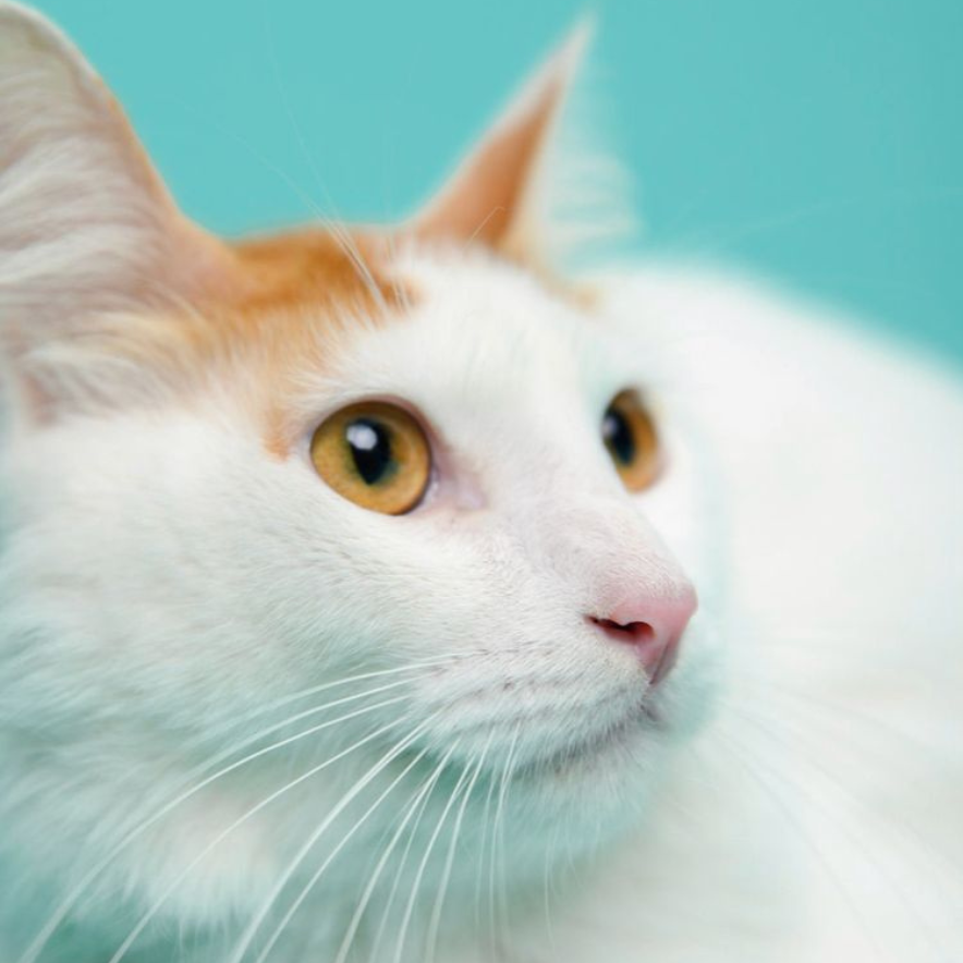 Charlie, la mascota de Rosy Badia, gato charlie