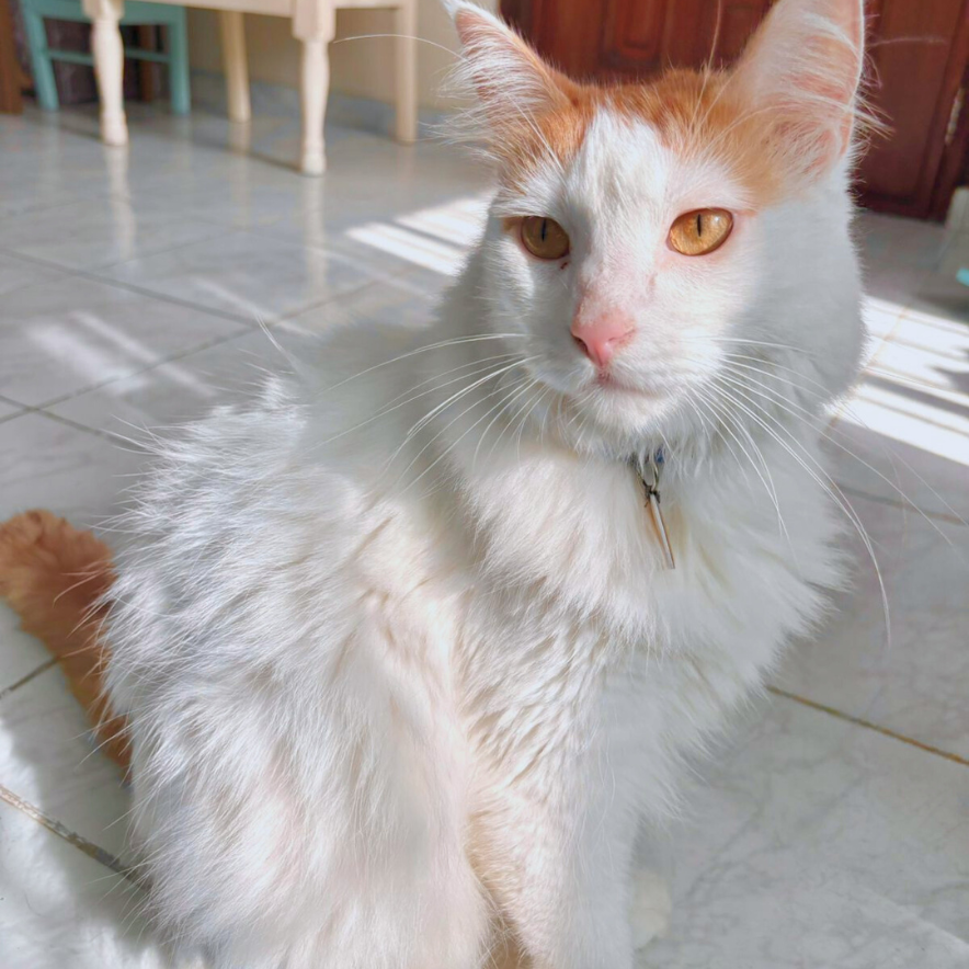 Charlie, la mascota de Rosy Badia, descansando dentro de la tienda