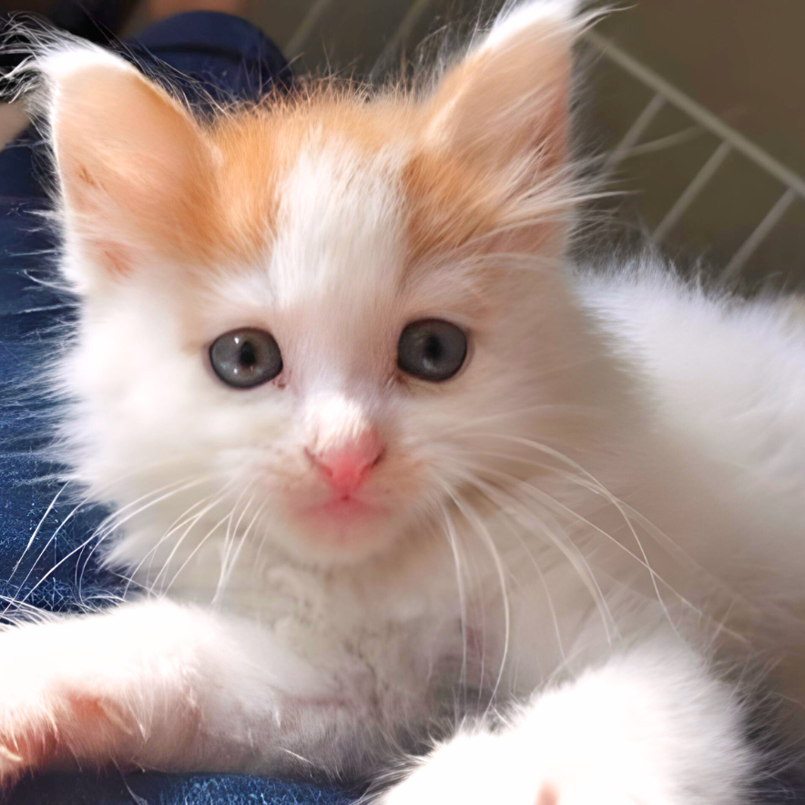 Charlie el gato cuando era un bebe